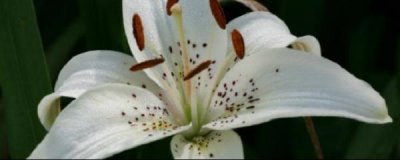 百合种子的种植时间和方法 百合种植技术与栽培管理