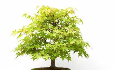 发财树怎么养才能枝繁叶茂 发财树叶子发黄的原因