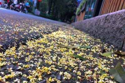 桂花什么时候开放季节最好 关于桂花的特点介绍