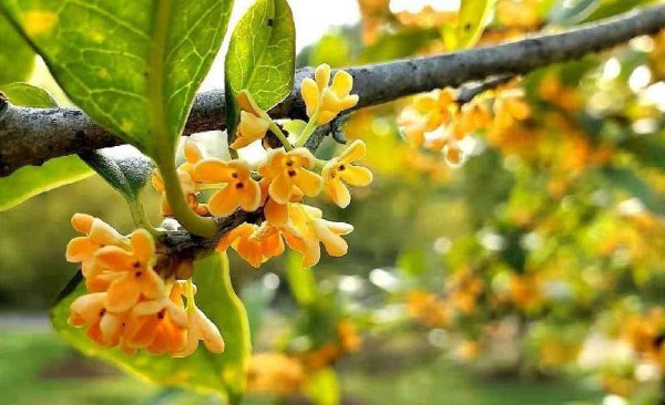 桂花什么时候开放季节最好