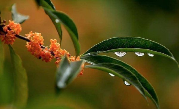 桂花什么时候开放季节最好