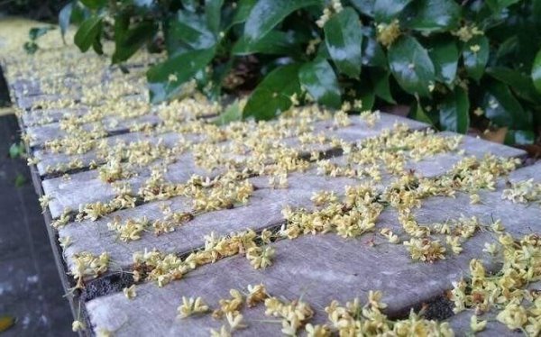 桂花什么时候开放季节最好