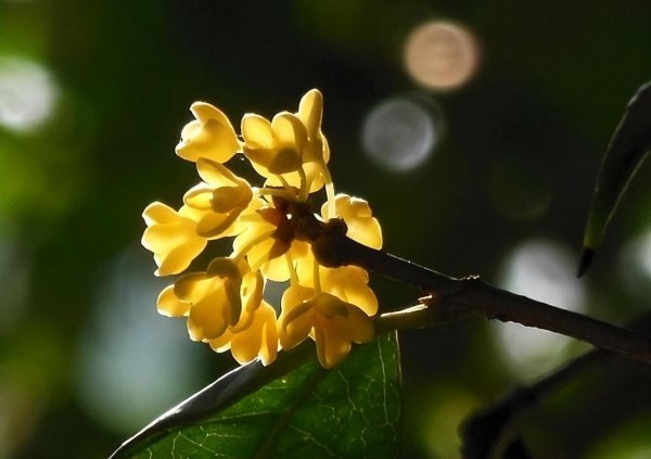 桂花什么时候开放季节最好