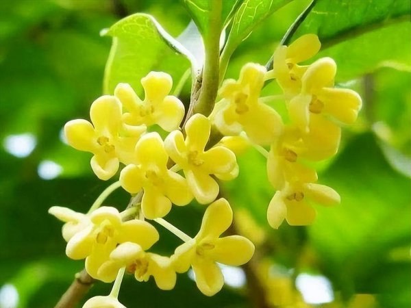 桂花什么时候开放季节最好