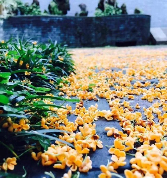 桂花什么时候开放季节最好