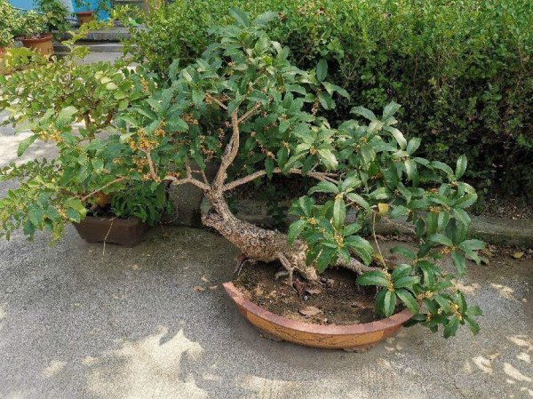 桂花什么时候开放季节最好