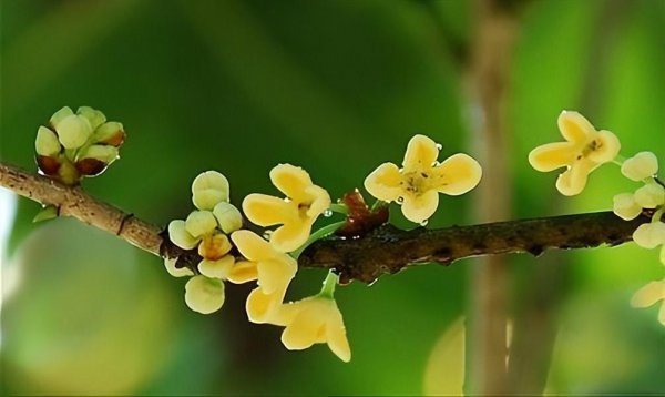 桂花什么时候开放季节最好