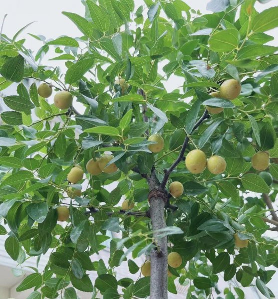 排名第一最好的镇宅树