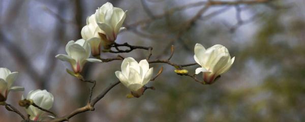 玉兰花树种子怎么种植