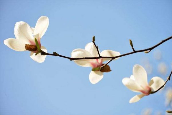 玉兰花树种子怎么种植