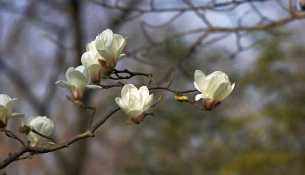 玉兰花树种子怎么种植