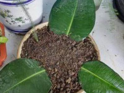 橡皮树如何叶插