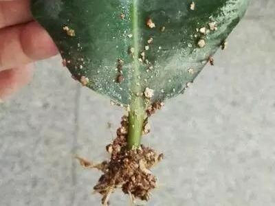 橡皮树如何叶插