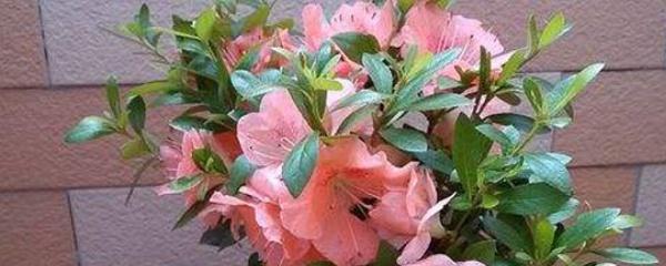 杜鹃花几月份扦插成活率高