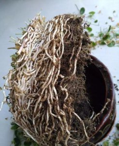 铜钱草怎么养才能爆盆 土培铜钱草的养殖方法