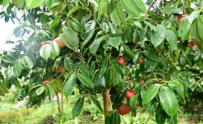 油茶嫁接时间及方法 茶树嫁接的最佳时间