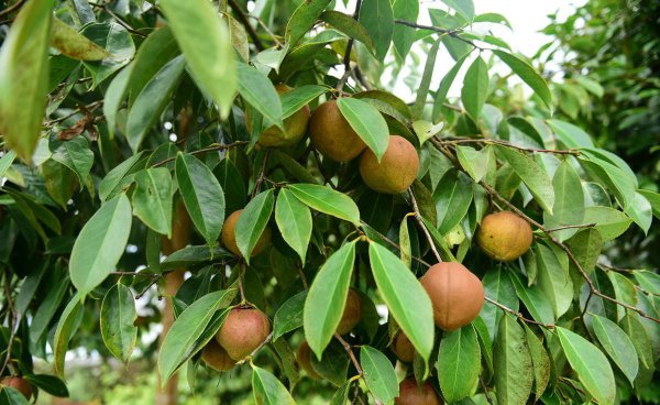 油茶嫁接时间及方法