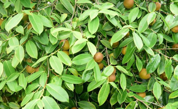 油茶嫁接时间及方法