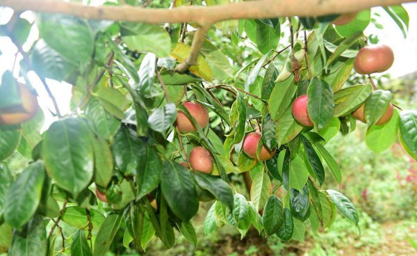 油茶嫁接时间及方法
