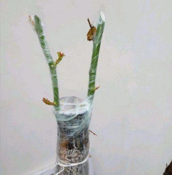 月季树嫁接时间和方法