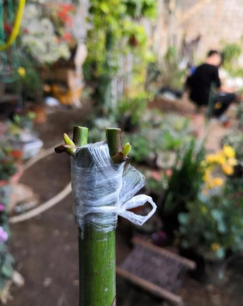月季树嫁接时间和方法
