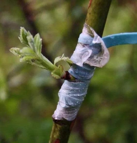 月季树嫁接时间和方法