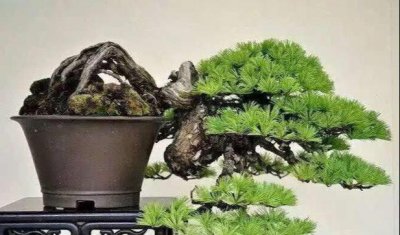 马尾松盆景价值高吗 马尾松移栽最佳时间