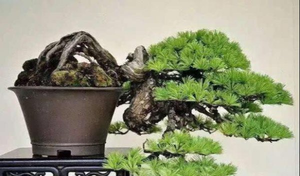 马尾松盆景价值高吗