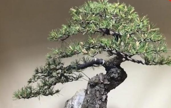马尾松盆景价值高吗