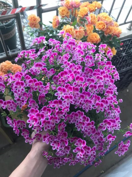 天竺葵如何过夏天开花