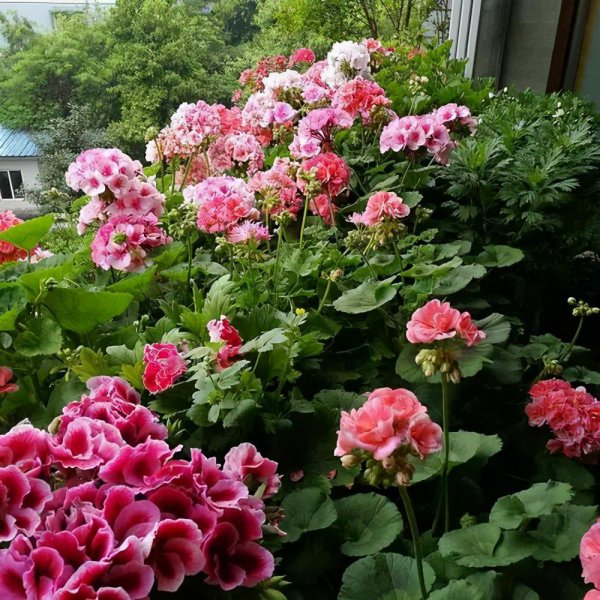 天竺葵如何过夏天开花