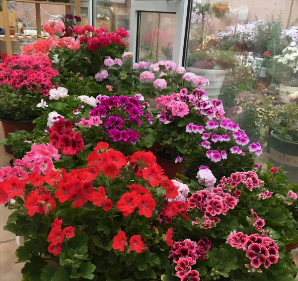 天竺葵如何过夏天开花