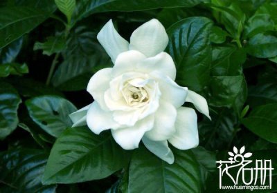 送栀子花代表什么意思 栀子花的花语和寓意介绍