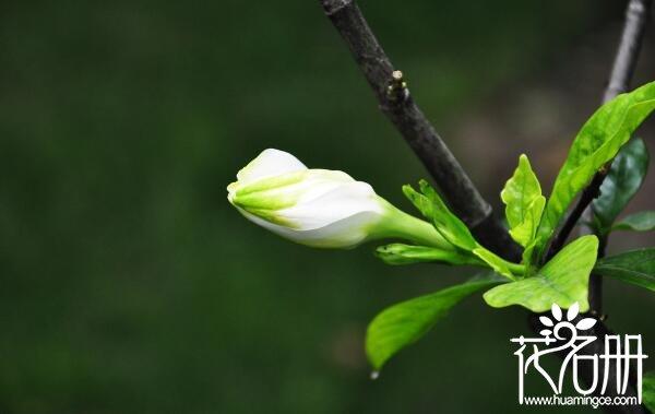 送栀子花代表什么意思