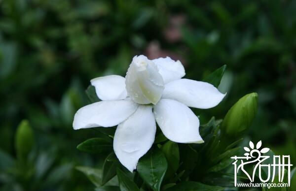 送栀子花代表什么意思