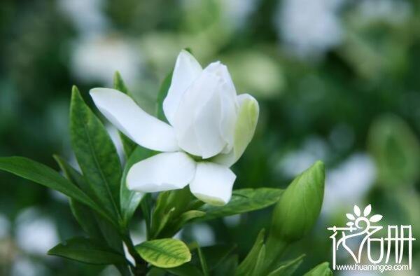 送栀子花代表什么意思