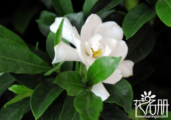 送栀子花代表什么意思