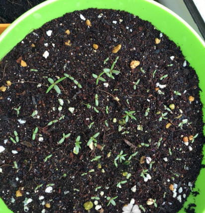 太阳花种子怎么种植方法