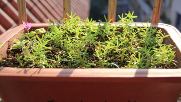 太阳花种子怎么种植方法