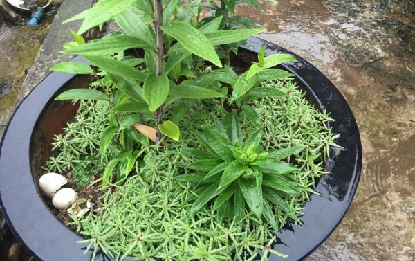 太阳花种子怎么种植方法