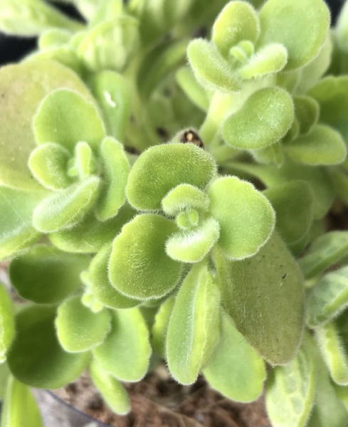 碰碰香的养殖生长记录