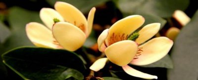 含笑花冬季的养殖方法 嫁接技术及冬季养护技巧
