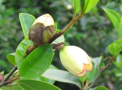 含笑花冬季的养殖方法