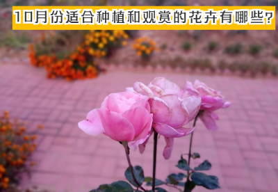 十月份种什么花最好室外 盘点适合种植和观赏的花卉