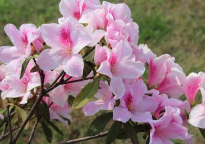 杜鹃花花语象征着什么 不同颜色的杜鹃花花语