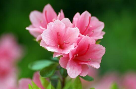 杜鹃花花语象征着什么