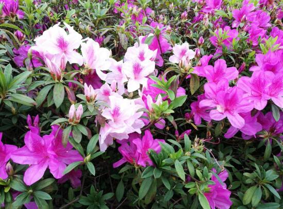 杜鹃花花语象征着什么