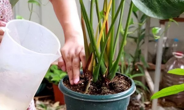 红掌的浇水方法和注意事项