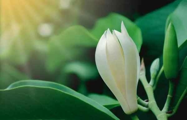 紫玉兰开花时间是几点