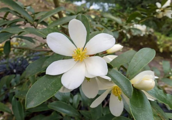 紫玉兰开花时间是几点